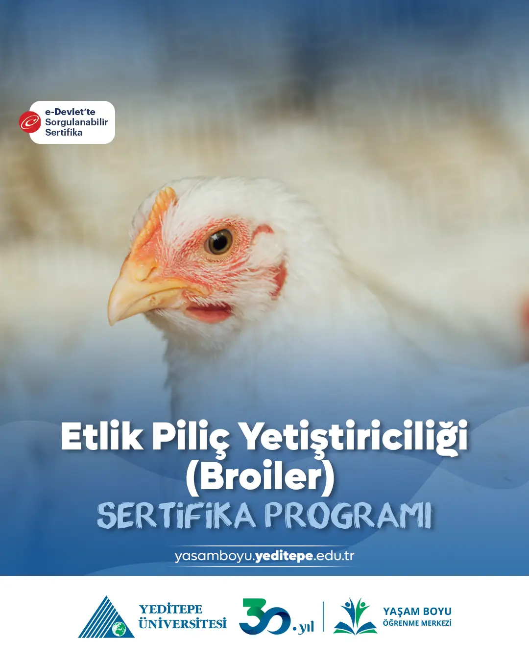 Etlik Piliç Yetiştiriciliği (Broiler) Sertifika Programı