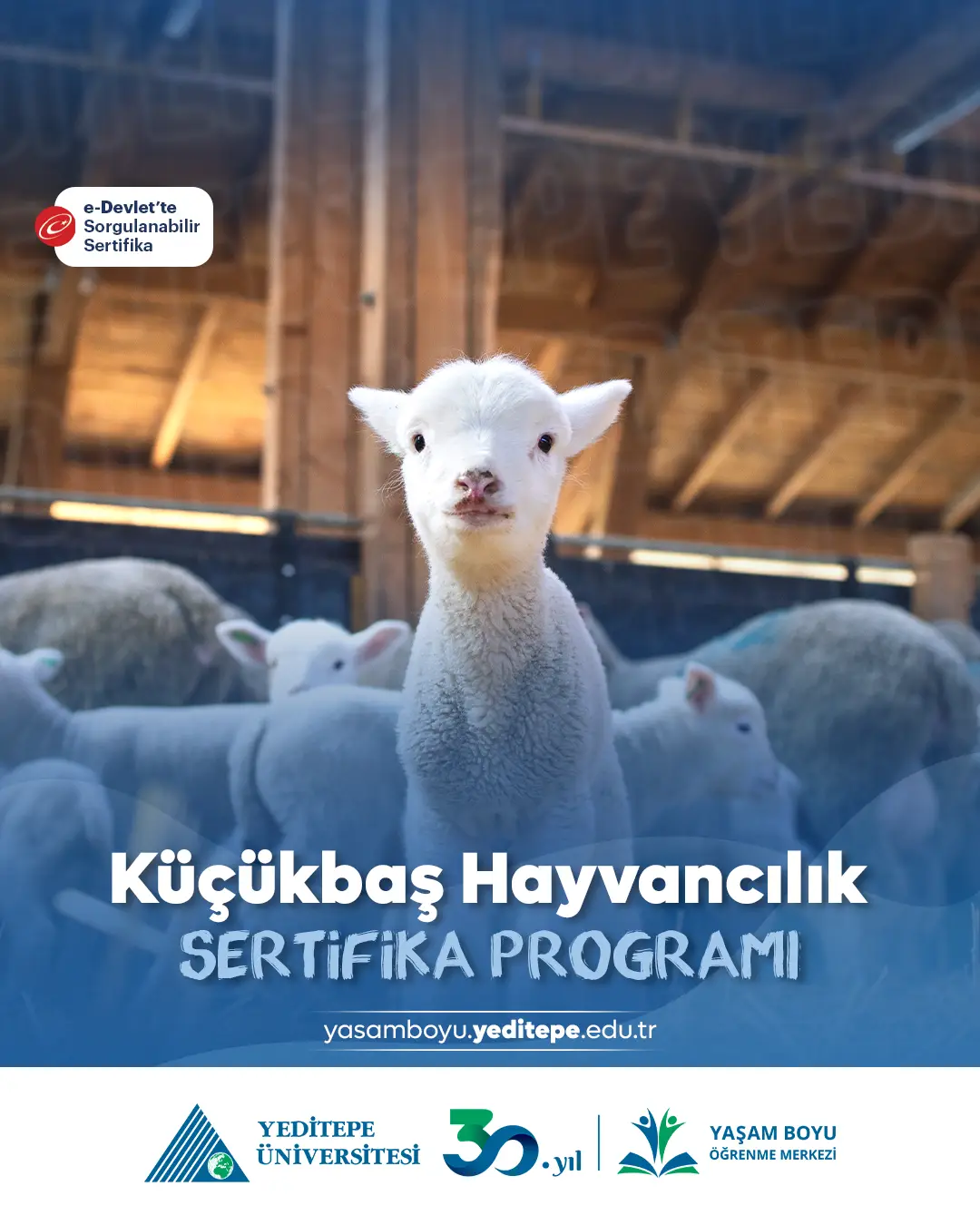Küçükbaş Hayvancılık Sertifika Programı